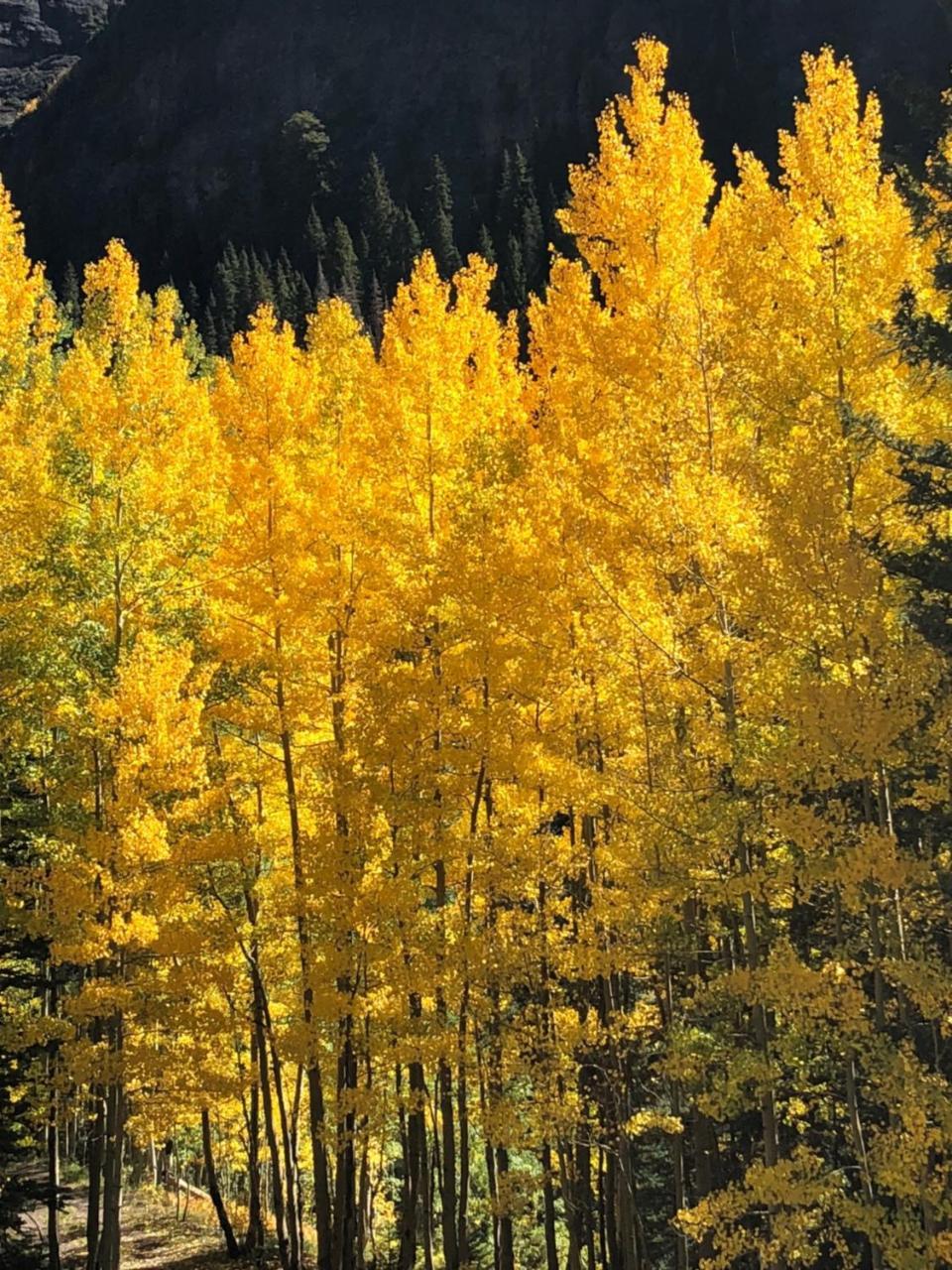 Timber Ridge Lodge Ouray ภายนอก รูปภาพ